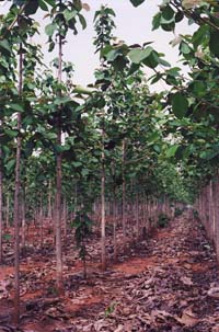 Tropical Logging