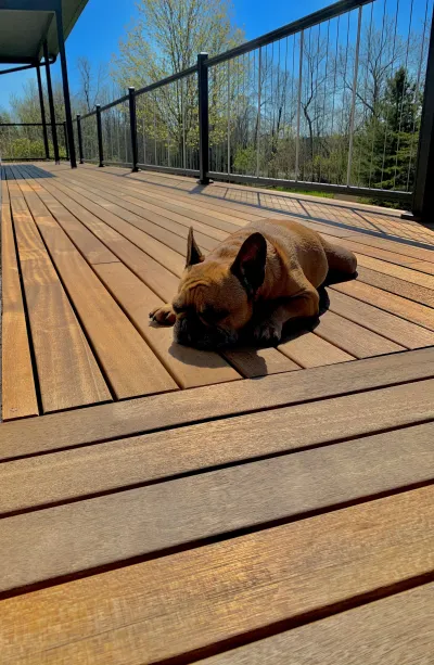 dogs love batu decks 1