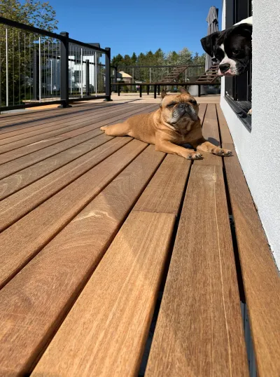 dogs love batu decks 4