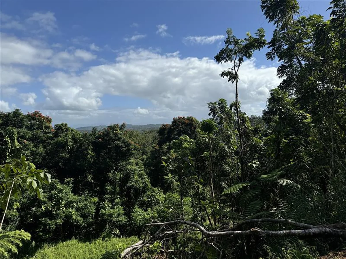Tropical Hardwood Forest