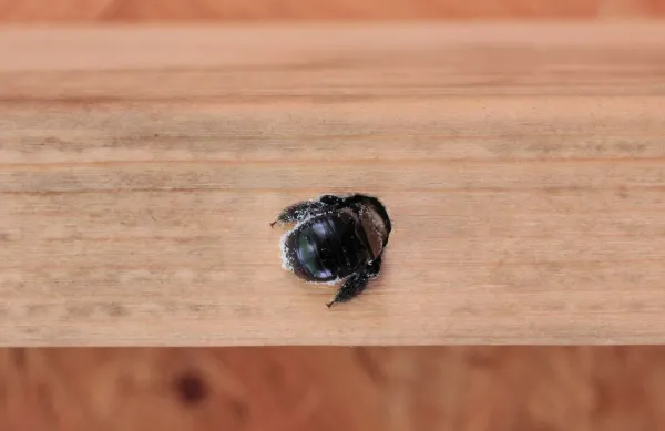 A Guide to Protecting Thermally Modified Wood from Pests